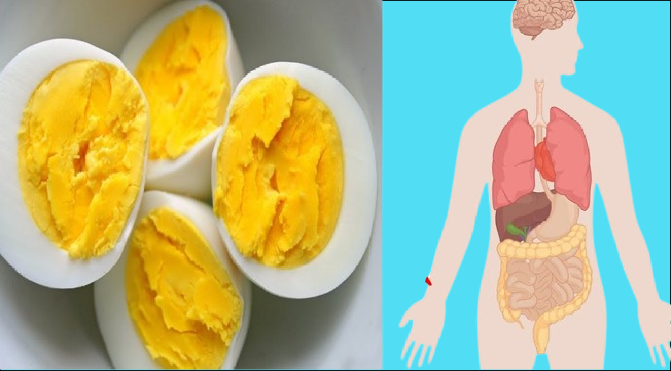 Here’s what happens to your body when you eat two eggs a day.